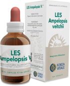 Les W. Vine Ampelopsis canadense 50ml.