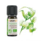 Óleo Essencial Orgânico Eucalyptus Smithii 10 ml